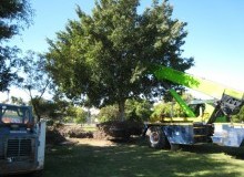 Kwikfynd Tree Management Services
stockrington